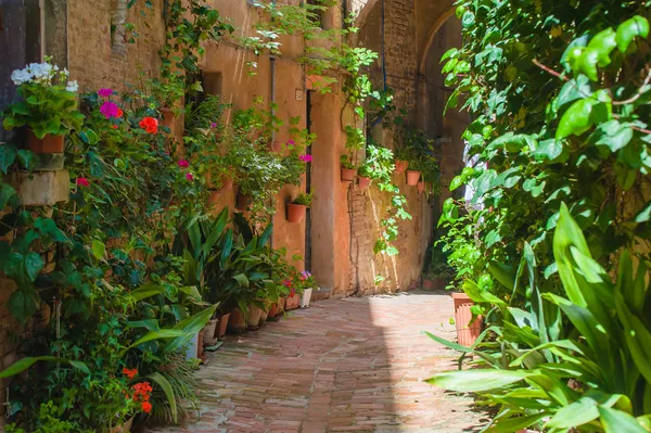 Le vie dell'antica città italiana di Siena — Foto Stock