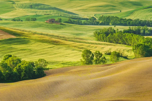 Весеннее поле вокруг Пьенцы, на дороге между Сиеной и Римом — стоковое фото