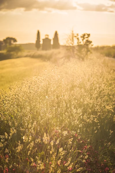 Toskanische Landschaft mit einer Kapelle bei Sonnenuntergang — Stockfoto