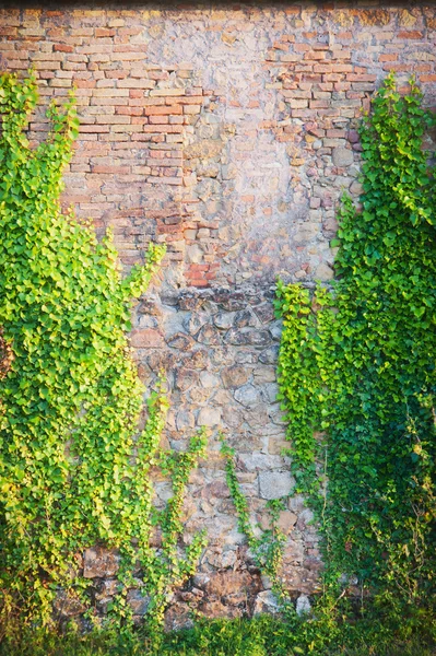 Vieux mur avec plantes grimpantes — Photo