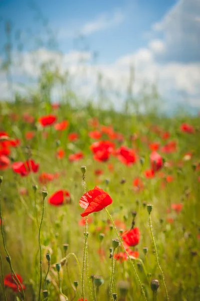 Wilder Mohn inmitten grüner Wiesen. — Stockfoto