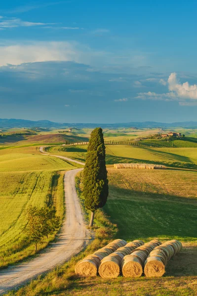 Cypress di jalan di tengah-tengah pedesaan Tuscan — Stok Foto
