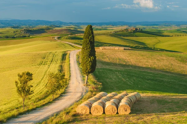 Cypress na silnici uprostřed Toskovské krajiny — Stock fotografie