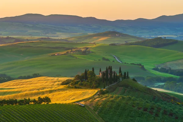 Toscaanse olijfbomen en velden in de in de omgeving van boerderijen, Italië — Stockfoto