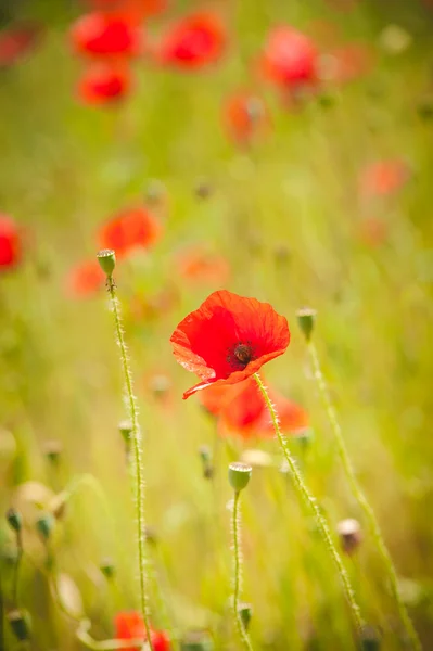 Poppy liar di tengah-tengah bidang hijau . — Stok Foto