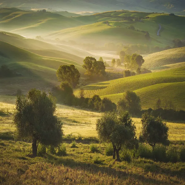 Pohon zaitun Tuscan dan ladang di daerah Siena, Italia Stok Foto Bebas Royalti