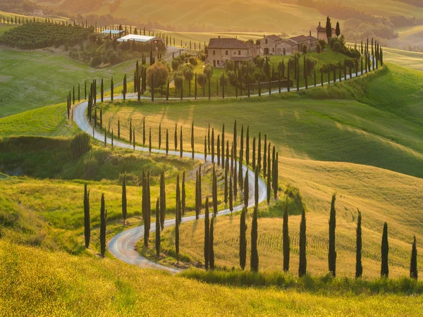 Beautiful cypress-lined road in the light of the setting sun — Stock Photo, Image