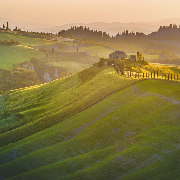 Bella strada fiancheggiata da cipressi alla luce del sole al tramonto — Foto Stock