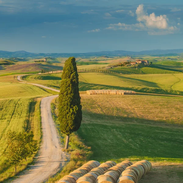 Cipresso sulla strada in mezzo alla campagna toscana su un — Foto Stock