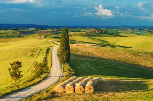 Cypres op de weg in het midden van het Toscaanse platteland op een — Stockfoto