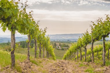 Bahar tuscan üzüm bağları çevresinde san gimignano, İtalya