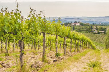 Bahar tuscan üzüm bağları çevresinde san gimignano, İtalya
