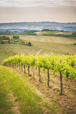 Spring Tuscan vineyards around San Gimignano, Italy clipart