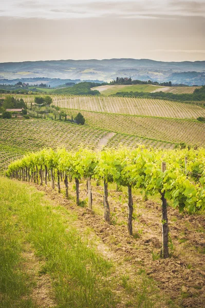 Весенние тосканские виноградники вокруг Сан-Джиминьяно, Италия — стоковое фото