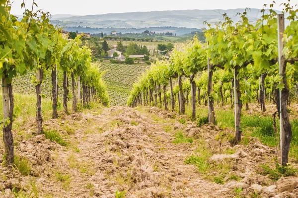 Jarní toskánské vinice v okolí san gimignano, Itálie — Stock fotografie