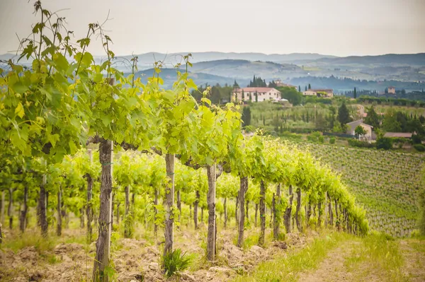 Bahar tuscan üzüm bağları çevresinde san gimignano, İtalya — Stok fotoğraf