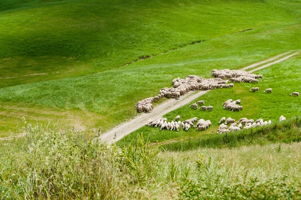 Freie Schafe auf einer grünen Wiese an einem Sommertag — Stockfoto