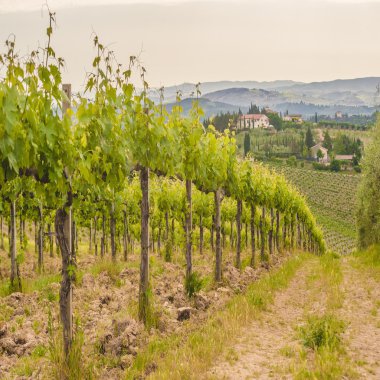 Bahar tuscan üzüm bağları çevresinde san gimignano, İtalya