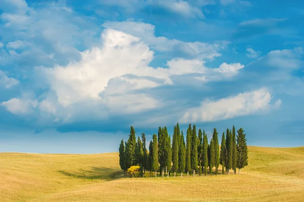 Cypress minnen av semester i Toscana, Italien — Stockfoto