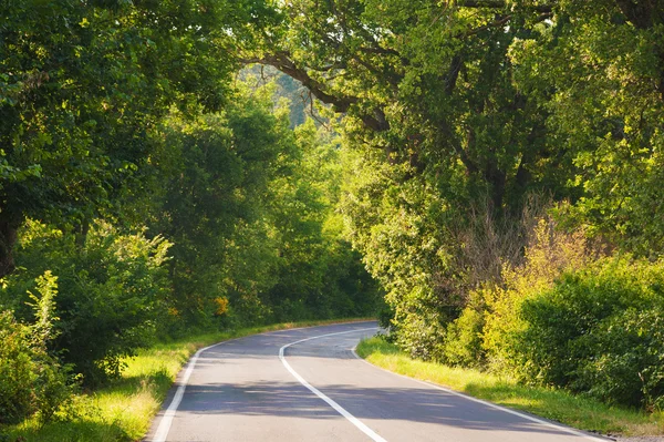 Draai in groen bos — Stockfoto