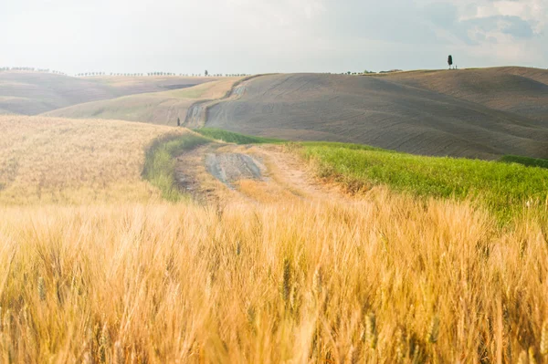 Toskanska lugn promenad på vägen mellan fälten — Stockfoto