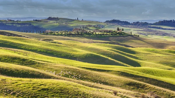 Grazende schapen in het prachtige Toscaanse landschap — Stockfoto