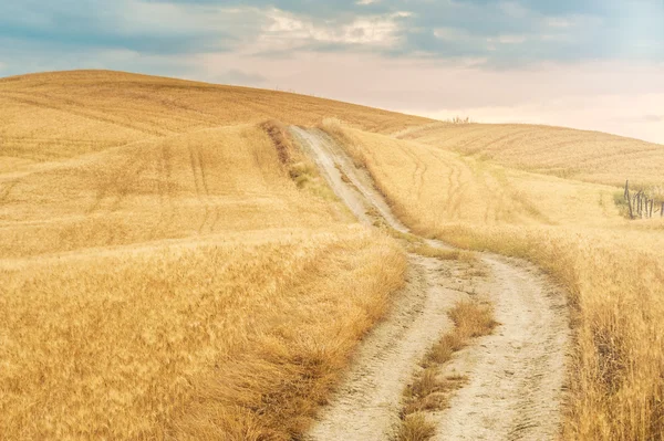 Sarı alanlar arasındaki yol ülke — Stok fotoğraf