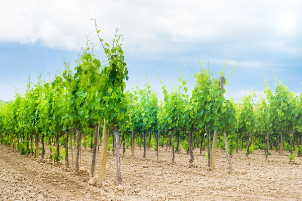 Mehukas vihreä viinitarhoja Chianti, Italia — kuvapankkivalokuva