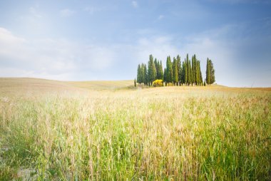 renkli alanlara sahip bir grup ve servi ağaçlarının t mavi gökyüzünde