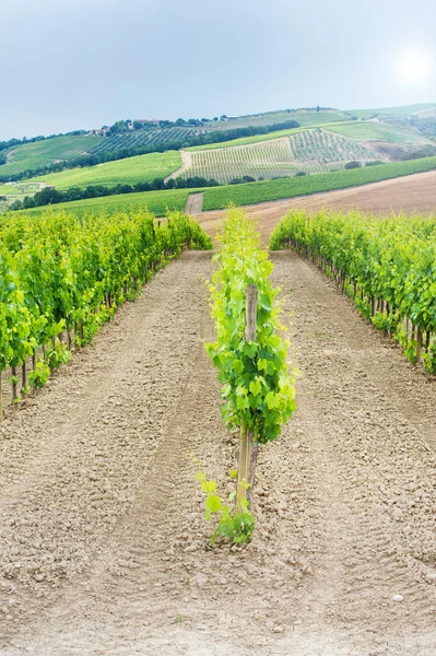 Šťavnaté zelené vinice v chianti, Itálie — Stock fotografie