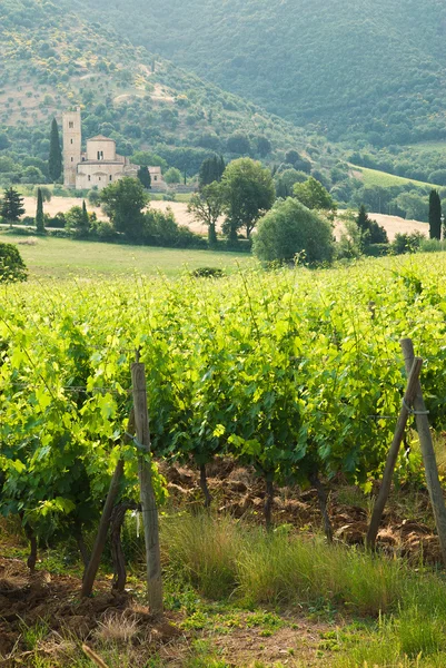 Antiguo monasterio de Sant 'Antimo entre los viñedos en Toscana, Italia — Foto de Stock