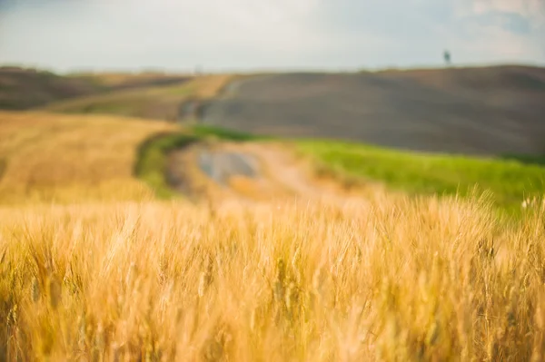 Tuscan tranquility walking on the road between fields — Stock Photo, Image