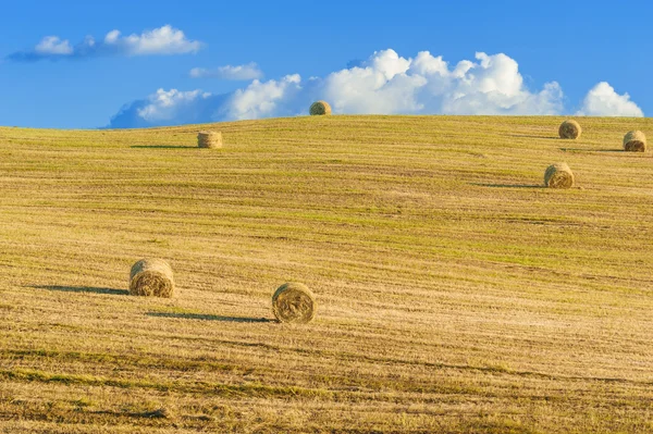 Harvest in summer hot day — Stock Photo, Image