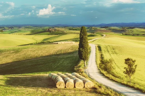 Ciprés en la carretera en medio de la campiña toscana en un — Foto de Stock