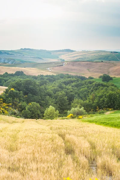 Trees, fields and atmosphere in Tuscany, Italy — Stock Photo, Image