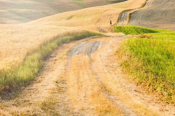 Toskańskie spokoju spaceru na szlaku między polami — Zdjęcie stockowe
