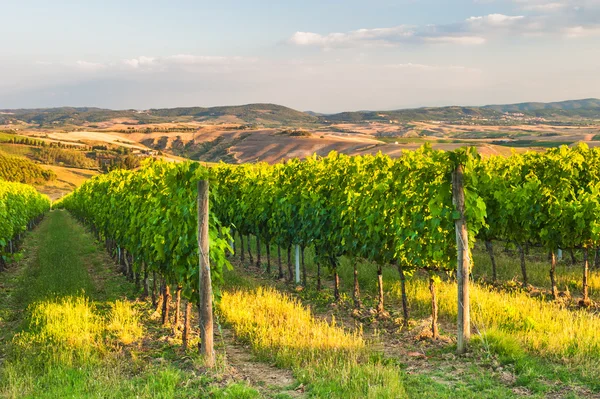 Krásné vinice na kopcích mírové Toskánsko, Itálie — Stock fotografie