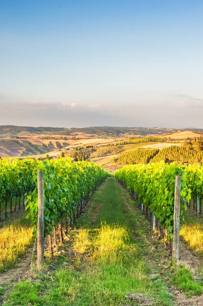 Hermosos viñedos en las colinas de la tranquila Toscana, Italia — Foto de Stock