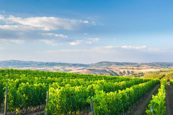 Krásné vinice na kopcích mírové Toskánsko, Itálie — Stock fotografie
