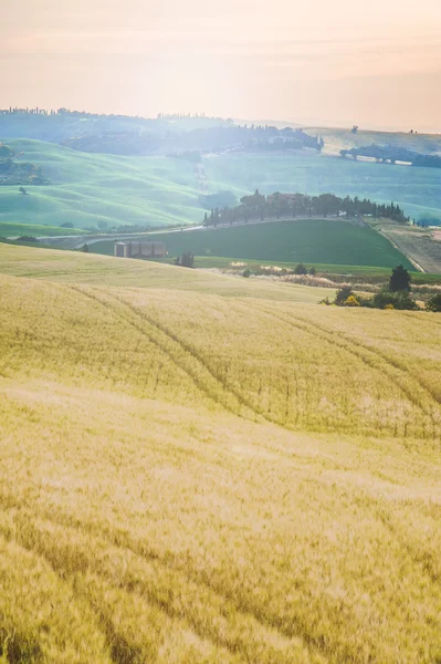 Alberi, campi e atmosfera in Toscana — Foto Stock