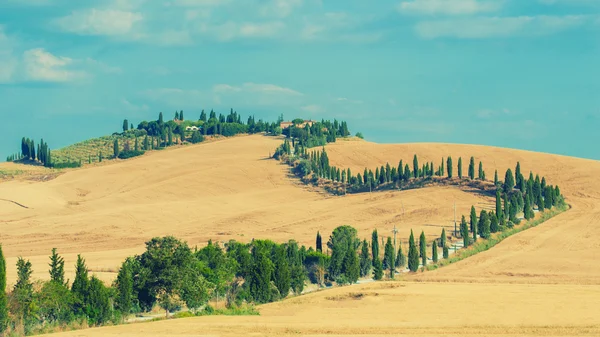 Den gamla cypress vägen till gården mellan fält i Toscana, ital — Stockfoto