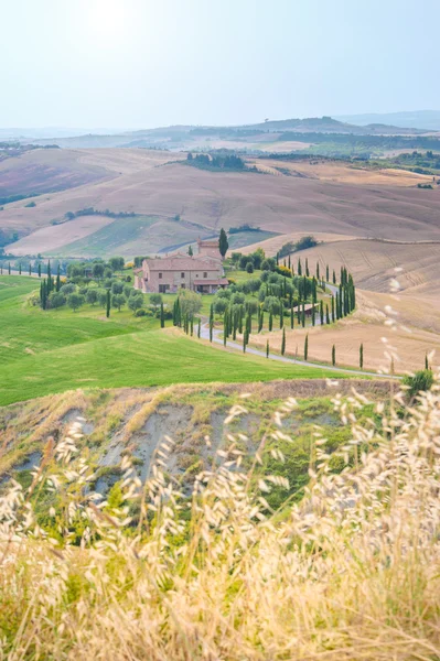 Verano toscano en los campos en la hermosa vista — Foto de Stock