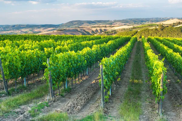 Prachtige wijngaarden op de heuvels van het vreedzaam Toscane, Italië — Stockfoto