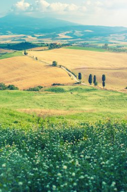 Tuscan servi ağaçları sarı alanlar arasındaki yol boyunca ben