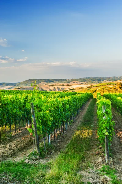 Belos vinhedos nas colinas da pacífica Toscana, Itália — Fotografia de Stock