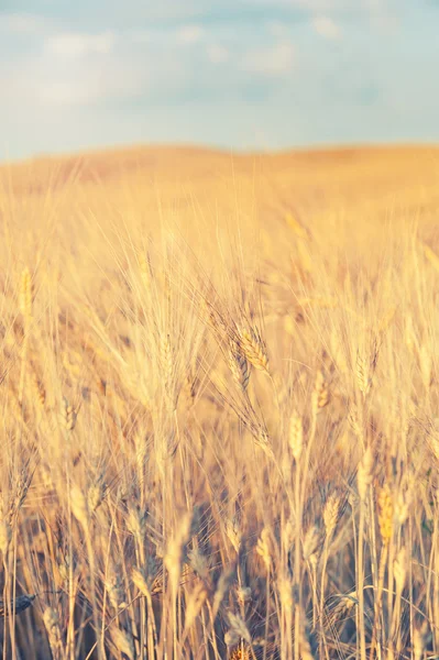 Gult odlade fält på en bakgrund av blå himmel — Stockfoto