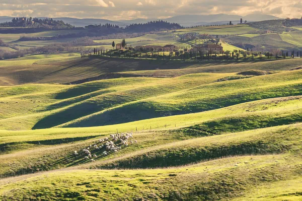 Гравірування вівці в красивому тосканському пейзажі — стокове фото