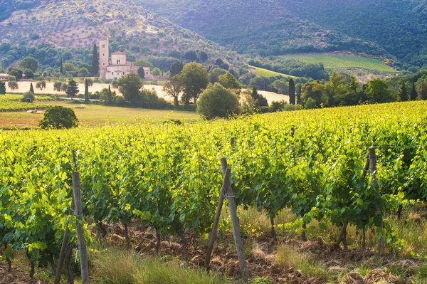 Opatství sant'antimo mezi vinicemi v Toskánsku, Itálie — Stock fotografie