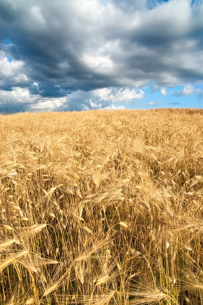 Gyllene fält av korn på en stormig dag med rasande moln — Stockfoto