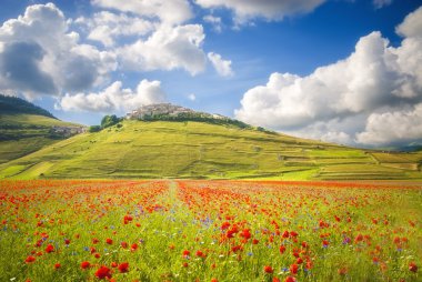día de verano en la zona hermosa y colorida de castelluccio di